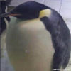 gamingduck28